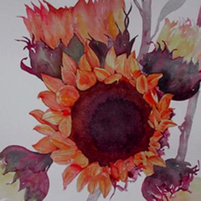 sunflowers sunflowers