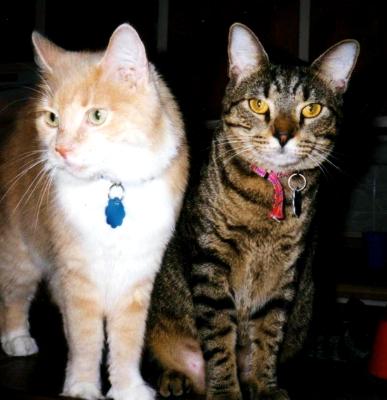 Feline Sisters Feline Sisters