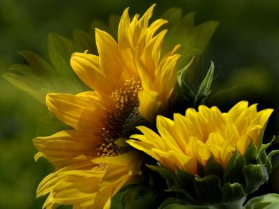 sun-flower