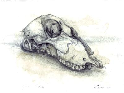 Sheep skull Sheep skull