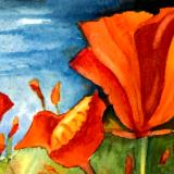 California Poppies