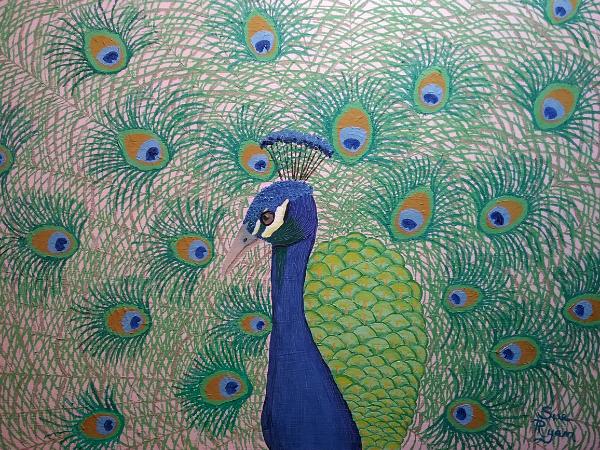 Peacock