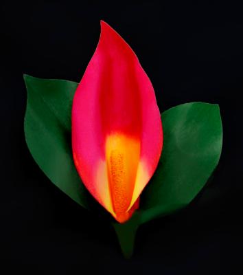 Calla Lily Red Calla Lily Red