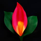 Calla Lily Red