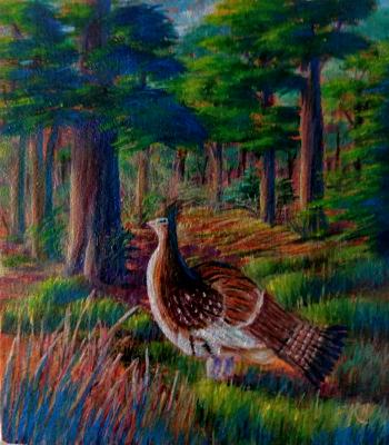 Ruffed Grouse 