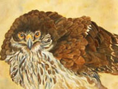 The Hawk The Hawk