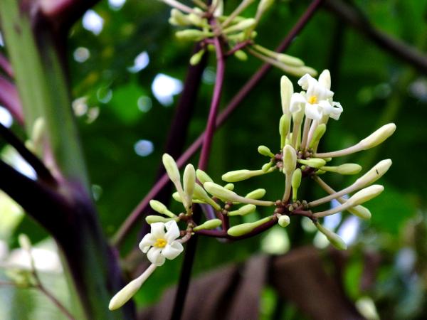 white flower