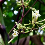 white flower