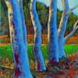 Eucalyptus Study I