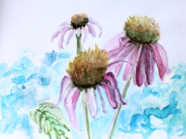 Echinacea 10 (#77)