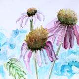 Echinacea 10 (#77)