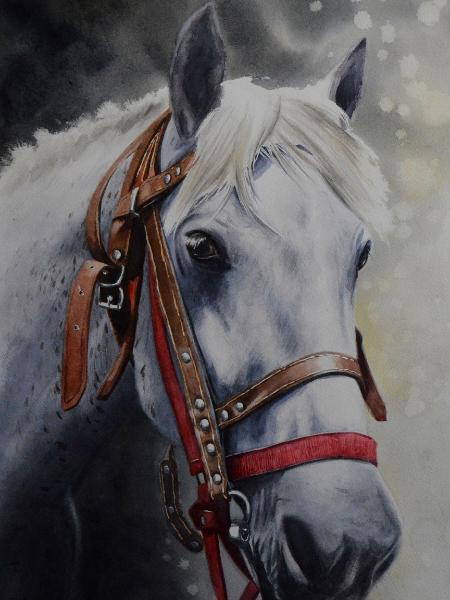 The beauty of the Russian Tersky Horse, 38cm x 56cm, 2019