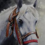The beauty of the Russian Tersky Horse, 38cm x 56cm, 2019