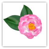 Camellia Japonica Variegated Pink Pin
