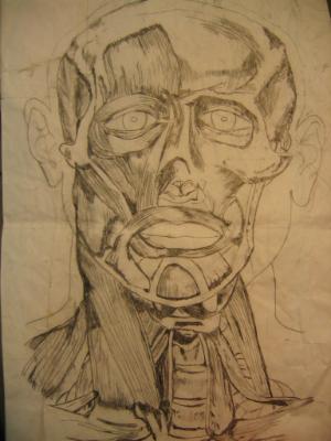 Study of the musculature of the bust Study of the musculature of the bust