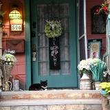 Black Cat on Porch
