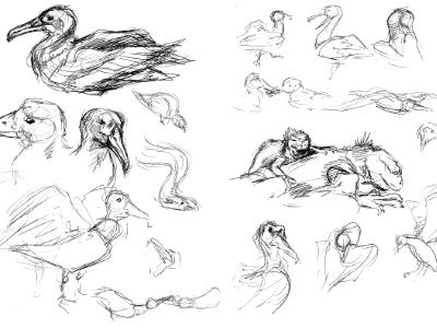 Galapagos sketches 13