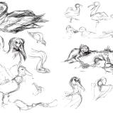 Galapagos sketches 13