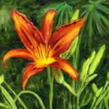 Blooming Lily