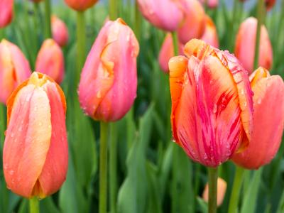 Colorful Tulips and Raindrops Colorful Tulips and Raindrops