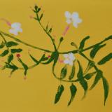Jasmine (Yellow)