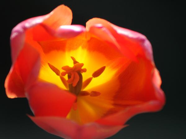 Tulip in the sunlight