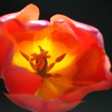 NANCY   FARRAR   COUGHLIN