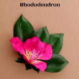 Rhododendron Leaf Cluster