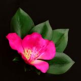 Rhododendron Leaf Cluster