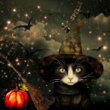 The Witchy Kitty