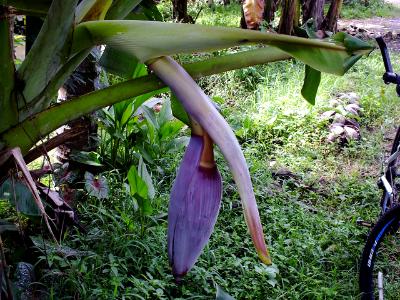 banana flower banana flower
