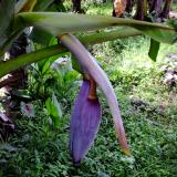 banana flower