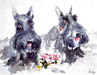 Scotties Scotties
