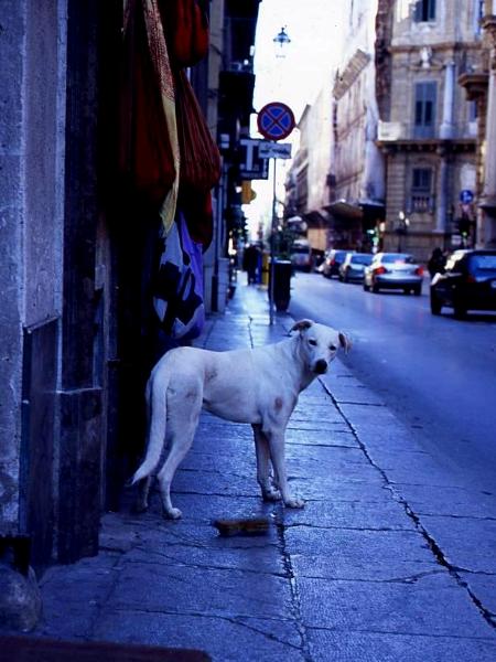 Naples dog