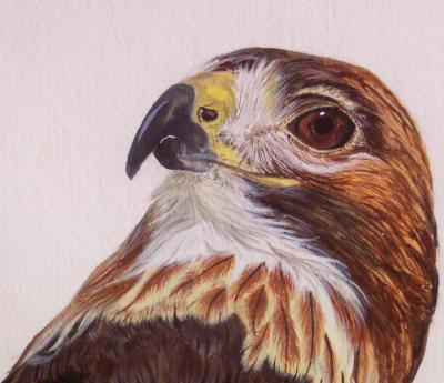 Red-Tail Hawk, detail