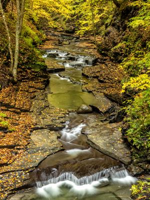 Autumn Gold in Fillmore Glen Autumn Gold in Fillmore Glen