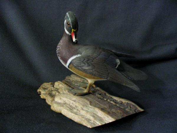 Half size Preening Woodduck