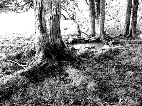 Totara Trees in Forest 