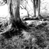 Totara Trees in Forest 