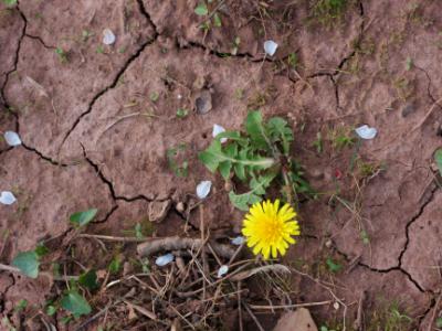 Dandelion