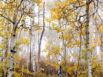 Foggy Aspen Grove Foggy Aspen Grove