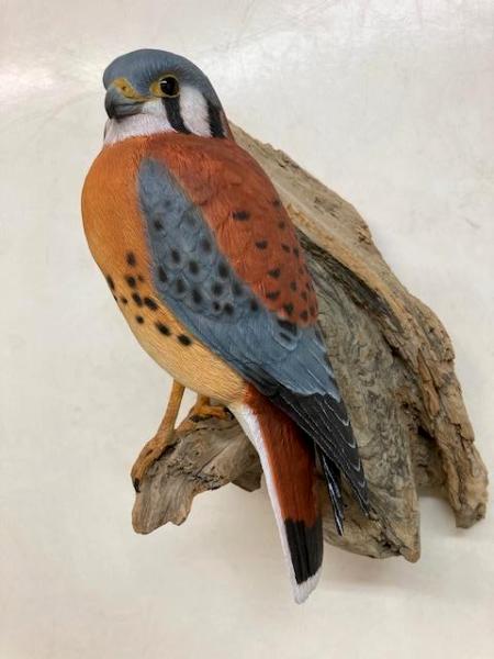 Kestrel #2