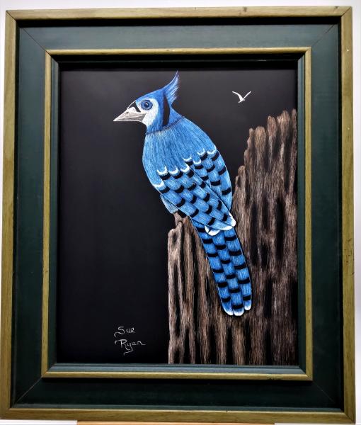 Blue Jay Just Chillin'