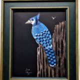 Blue Jay Just Chillin'