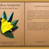 Carolina Jessamine