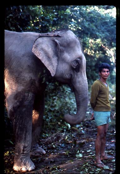 Nepalese man with wounded elephant