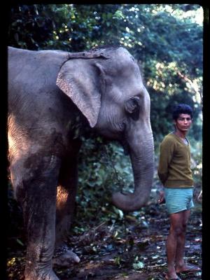 Nepalese man with wounded elephant