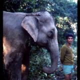 Nepalese man with wounded elephant