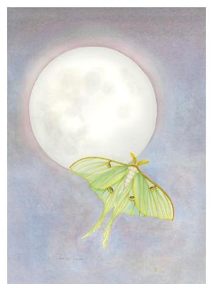 Luna Moth and Full Moon