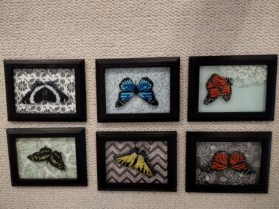 Butterfly collection